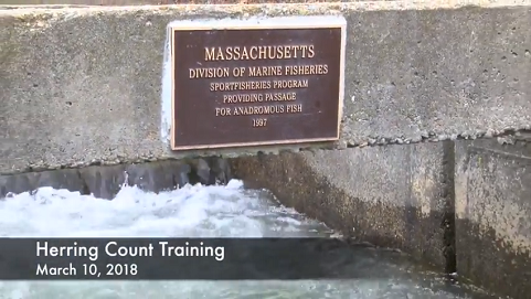 Herring Count Training Image