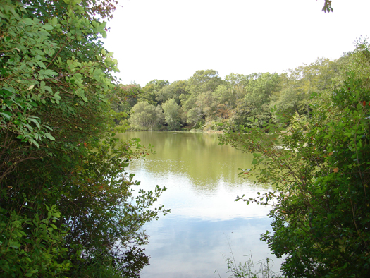 Santuit Pond surrounded by trees