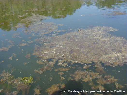 Photo of surface of water nitrogen impacts on Coastal Estuaries - brown scum
