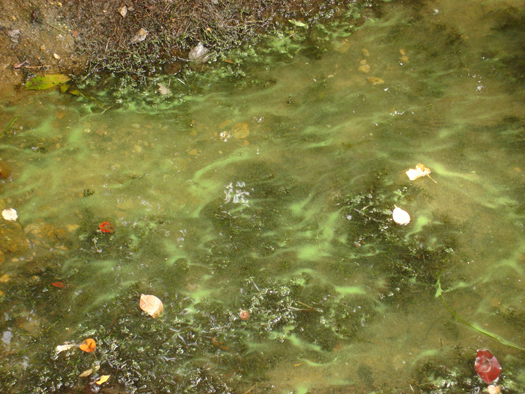 Photo of surface of water showing green scum - example of nutrient impacts to Santuit Pond