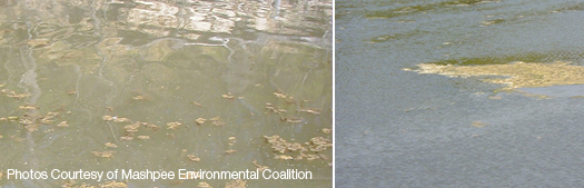 Photo of scum on water surface - example of nitrogen impacts on Costal Estuaries