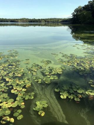 Santuit Pond Cyanobacteria Bloom