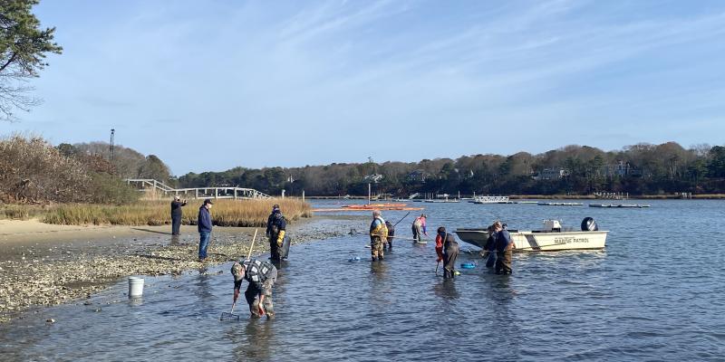 Oysters at Mashpee Neck 