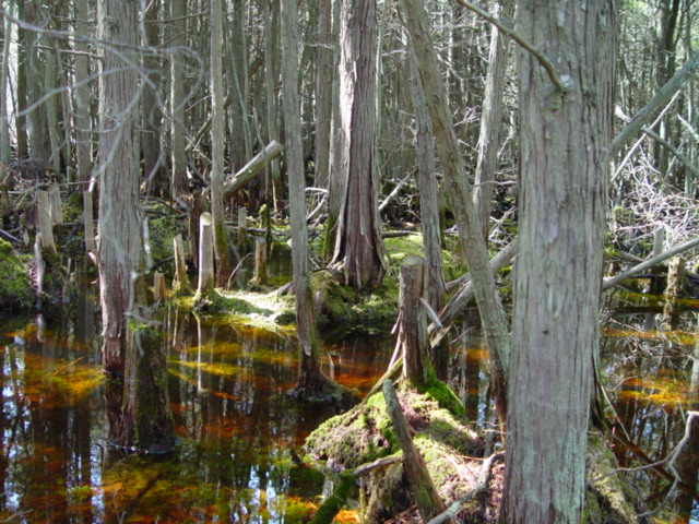 White Cedar Swamp, South Mashpee Pine Barrens Conservation Land